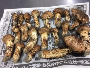 “松茸”　今年初収穫 !