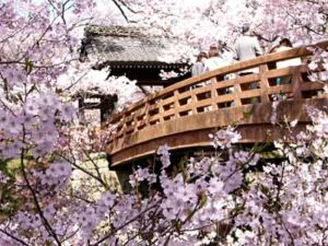 桜咲く高遠へ！