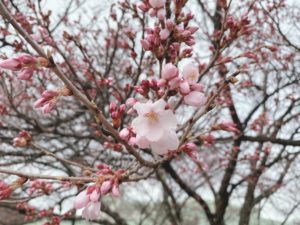 高遠城址公園の桜の開花状況とお花見自粛について